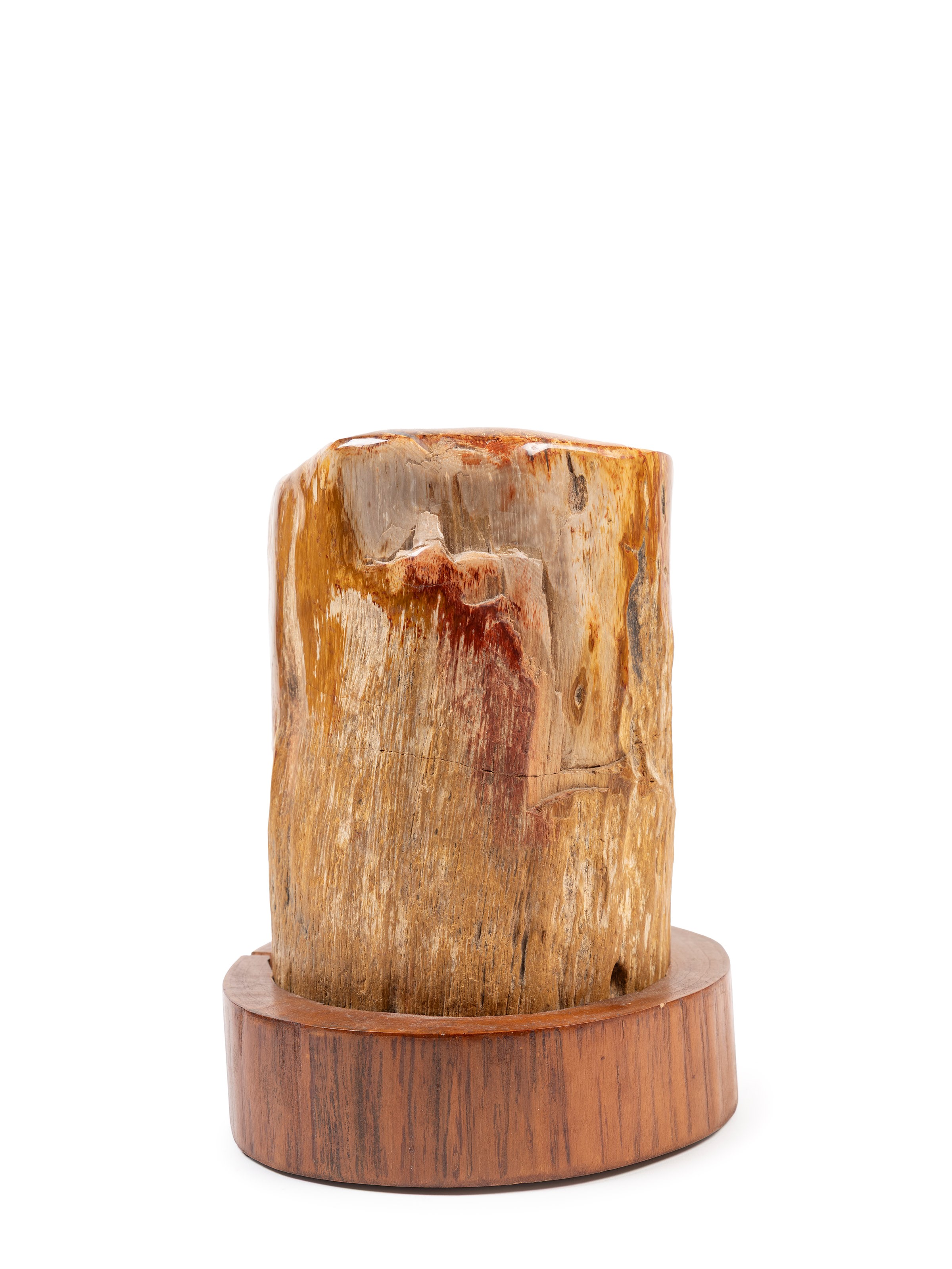 Tronco Fossile, supporto in legno, altezza 23,5 cm