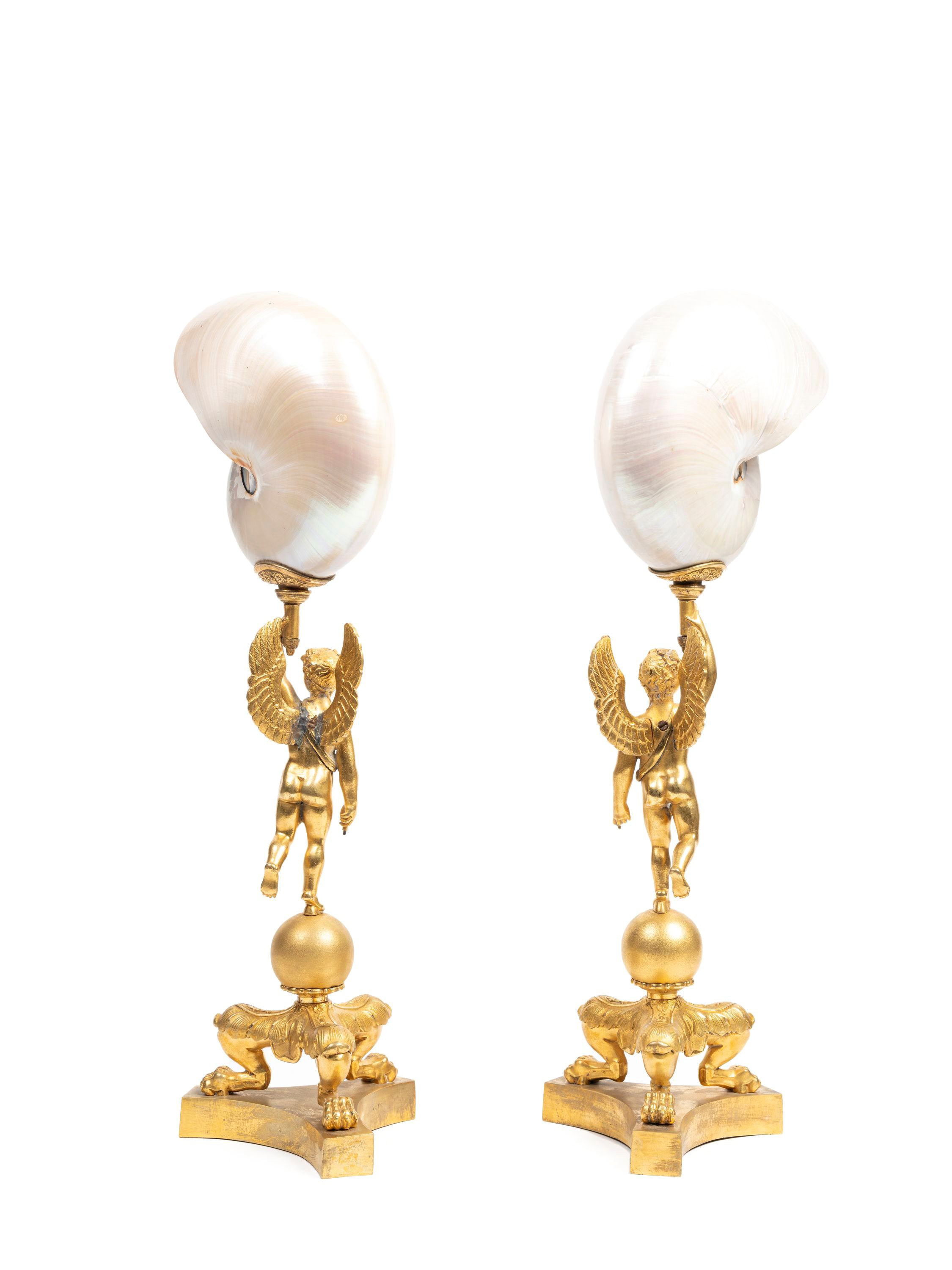 COPPIA DI NAUTILUS MONTATI IN BRONZO DORATO, XIX secolo