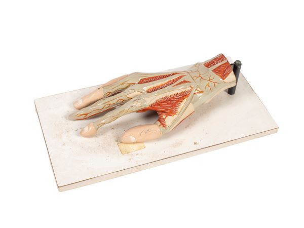 ANATOMICAL MODEL OF THE HAND