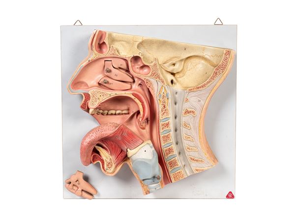 ANATOMICAL MODEL OF MOUTH AND DIGESTIVE SYSTEM