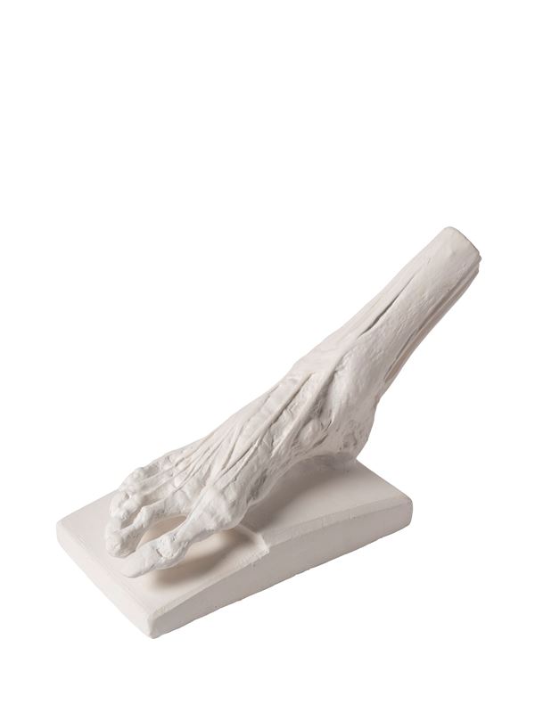 SKINNED FOOT MODEL