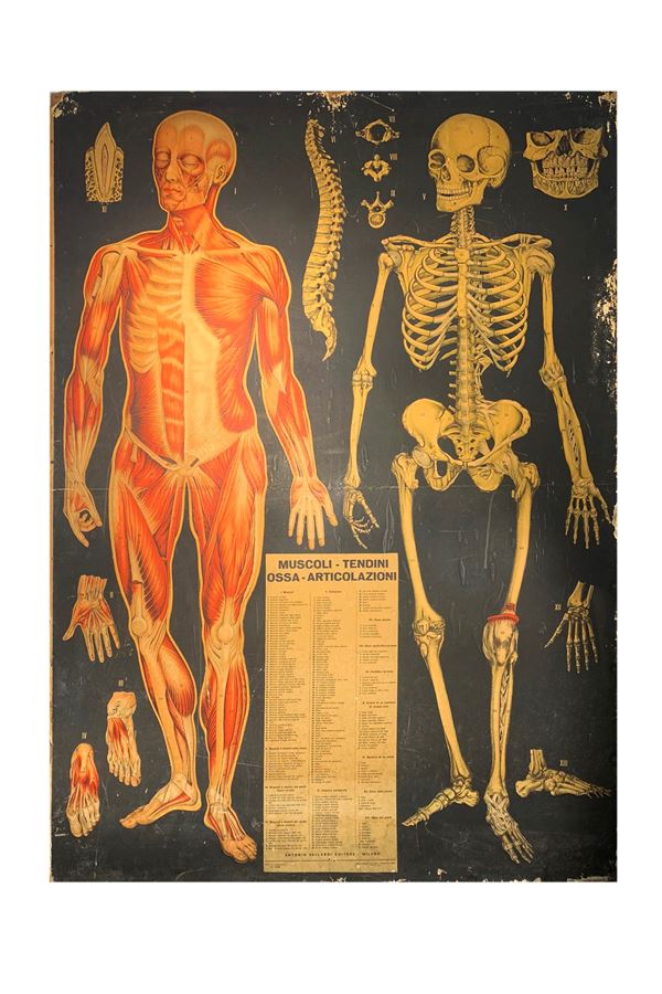 ANATOMICAL POSTER ON WOOD PANEL BY OFFICINE GRAFICHE A. VALLARDI, MILAN