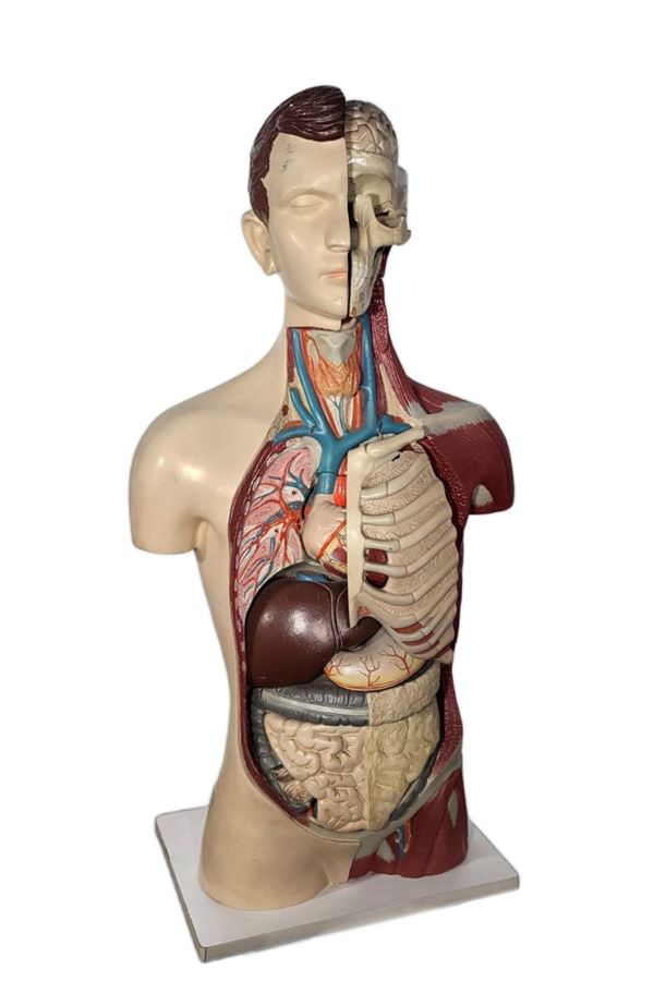 ANATOMICAL MALE BUST FOR EDUCATIONAL SCIENCES