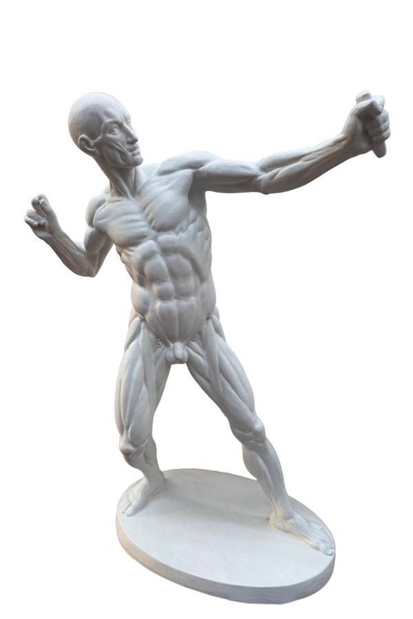 ANATOMICAL MODEL OF A MAN – ARCHER