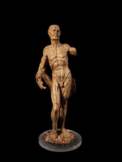 Modello anatomico in legno laccato, XVIII/XIX secolo