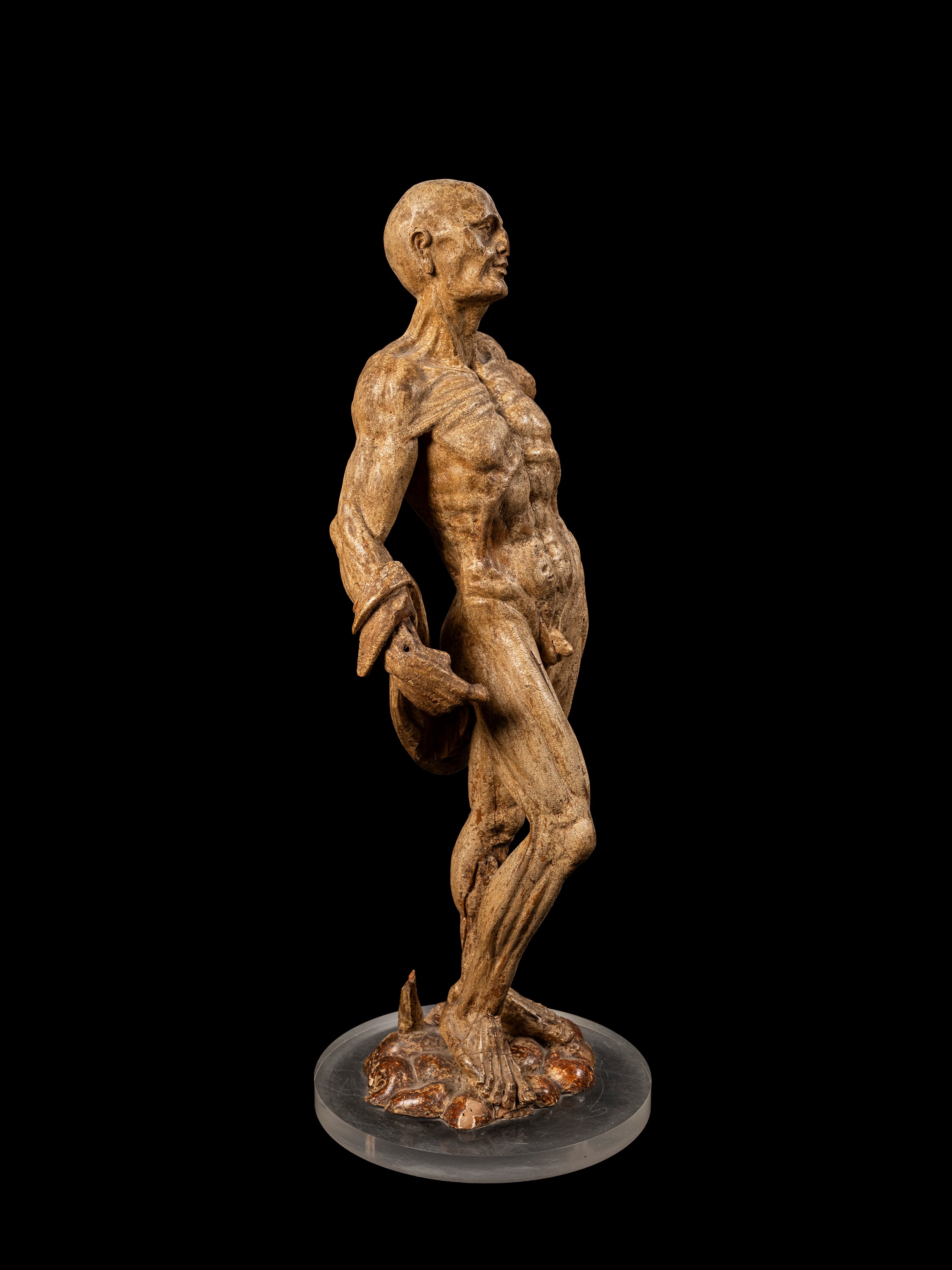 Modello anatomico in legno laccato, XVIII/XIX secolo